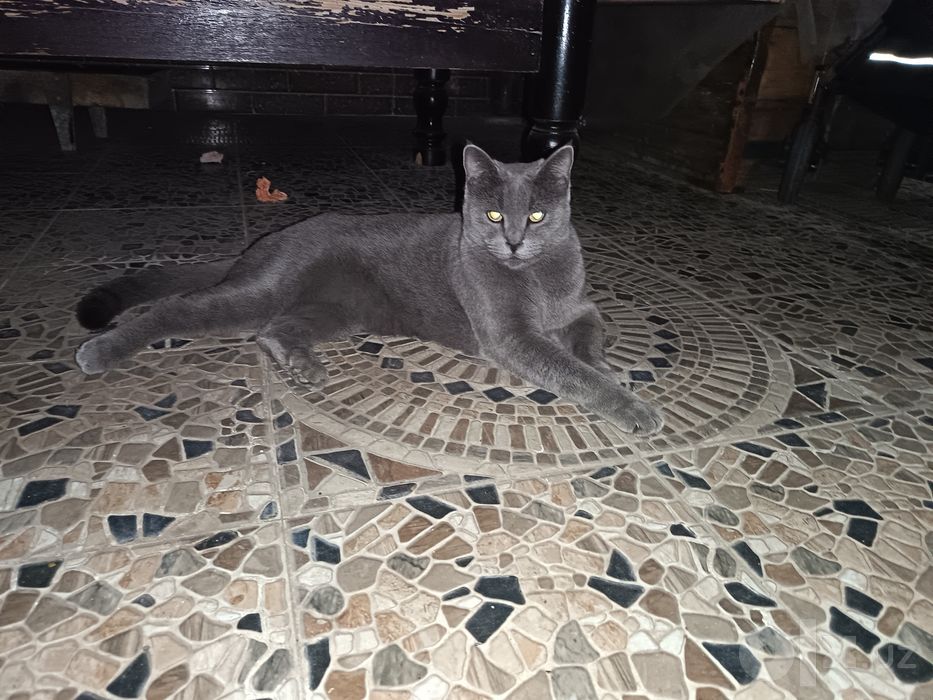 Британский Мушук 3 ёш