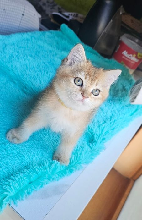 Британски котенца
