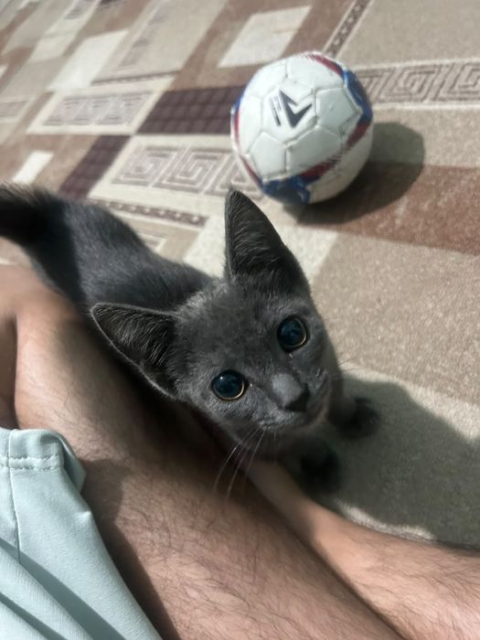 Отдадим котенка