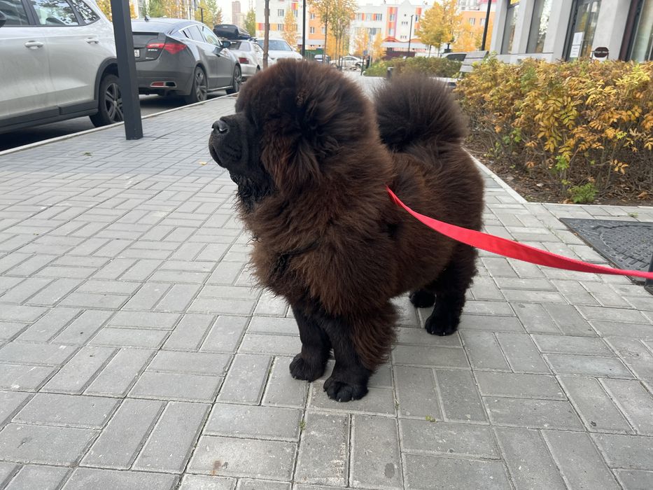 Молодой кобель чау-чау с документами