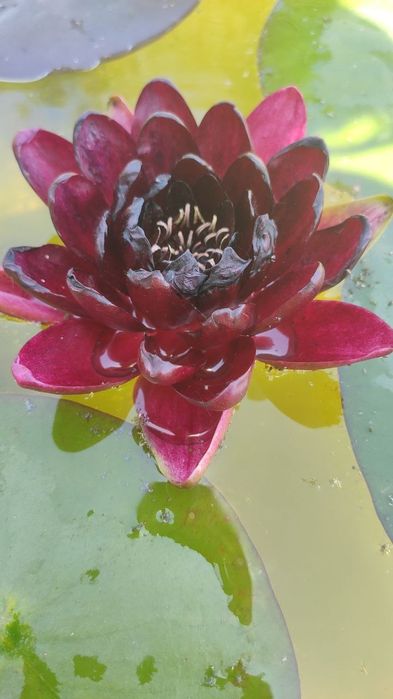 Водяные лилии, нимфеи, кувшинки