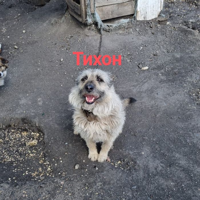 Кобель ищет дом. Будка в подарок