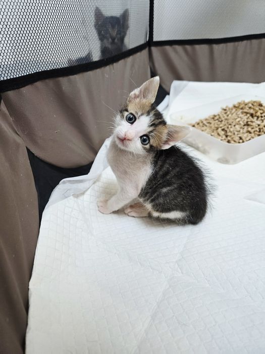 Adoptie motanel 6 saptamani