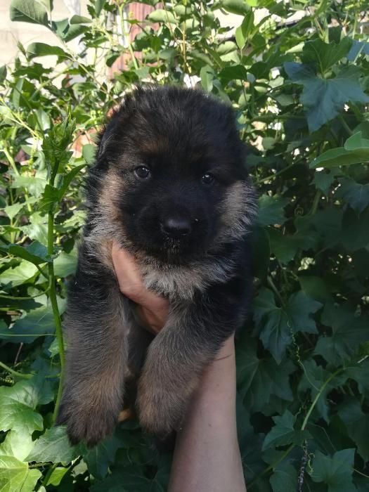 щенок немецкой овчарки