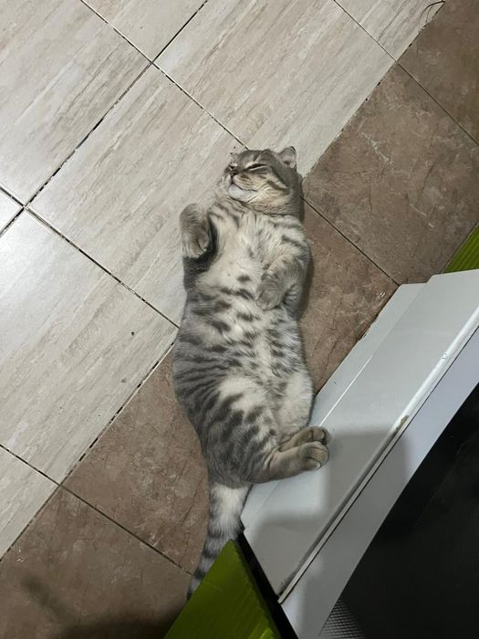 Отдам котика в добрые руки