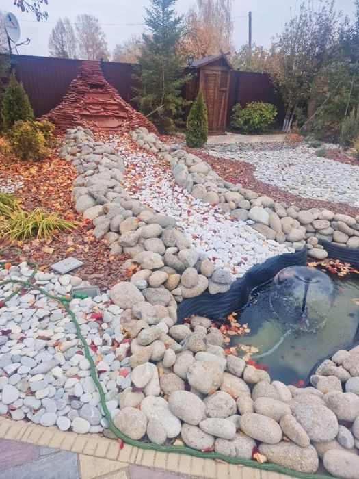 Газон ель саженцы