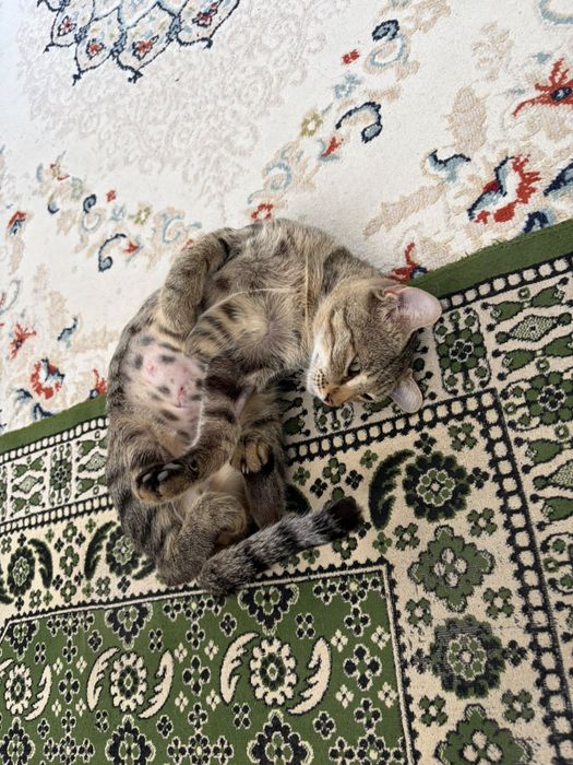 Кошка в добрые руки!!!