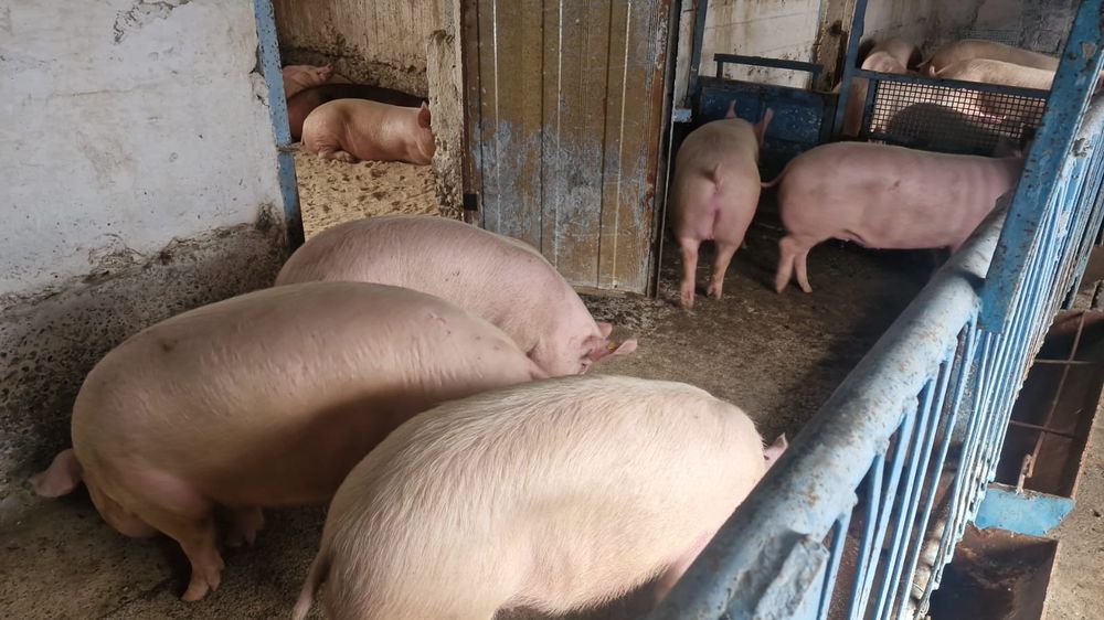 Парасята, свинья