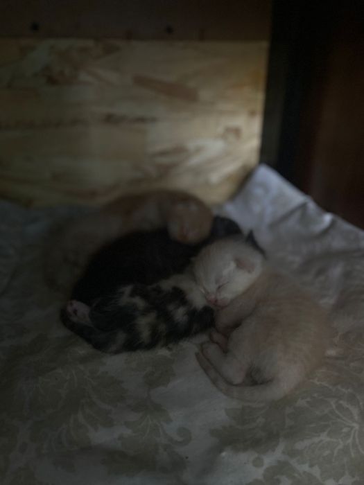 Шотландская кошка с котятами