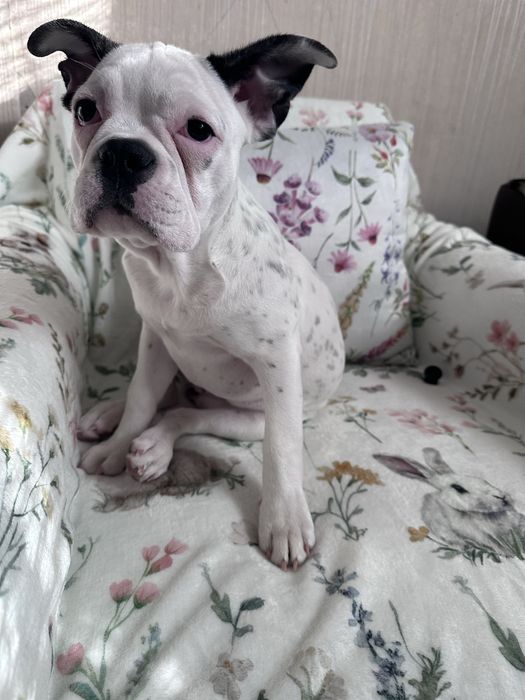 Френски Булдог момиче