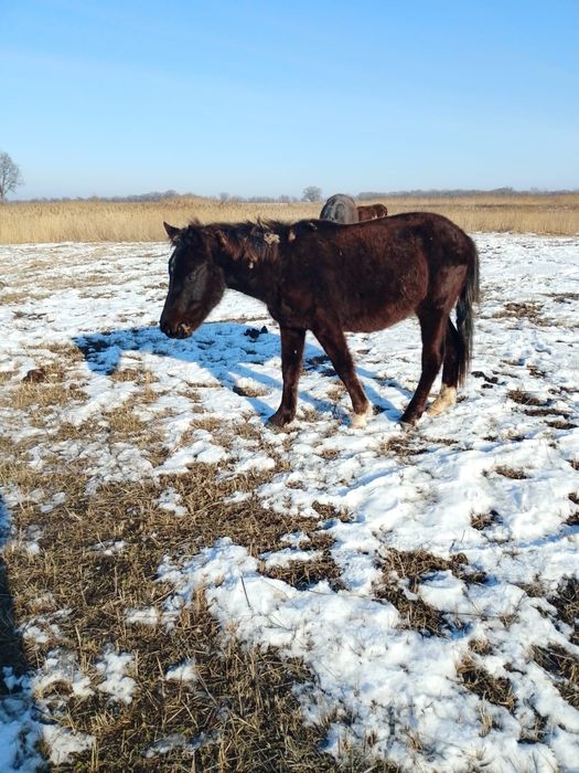 Лошадь 1,5 годовалые