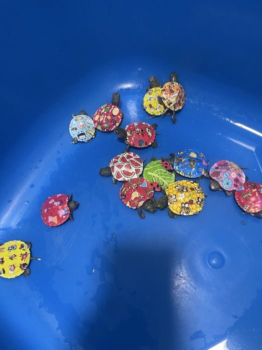 черепаха тасбака