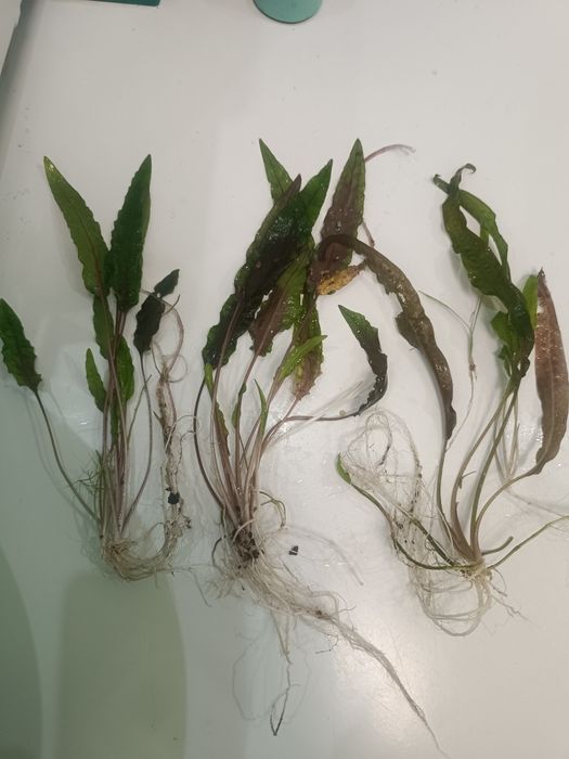 Продам аквариумное растение