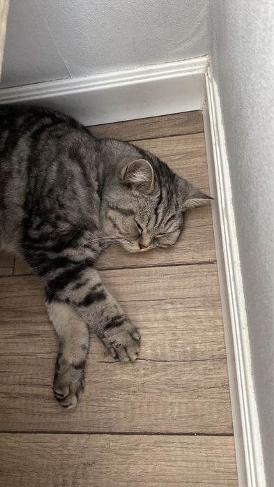 Кошка британская