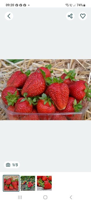 Stoloni capsuni soi romanesc