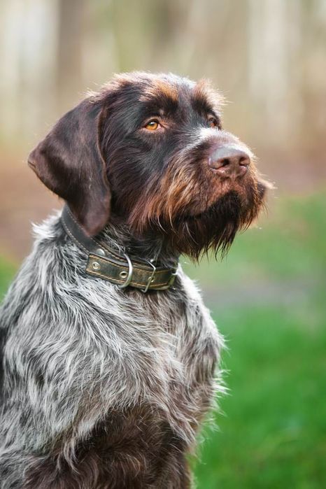 Qadimgi ruslarning havaskor blowjob