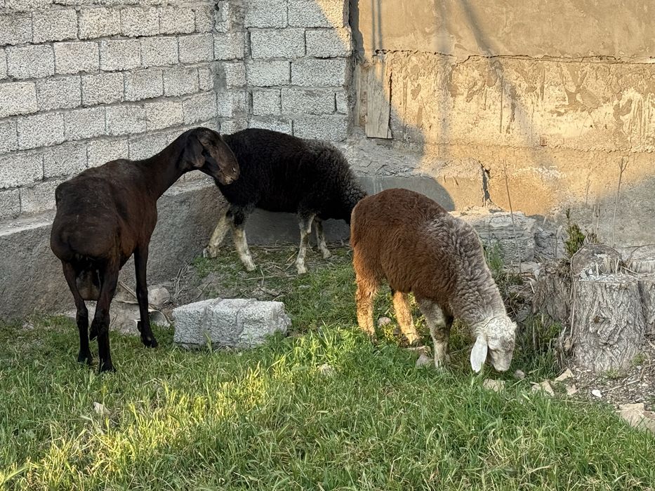 Она бола куй егзак 4 ойдан ошди боллари