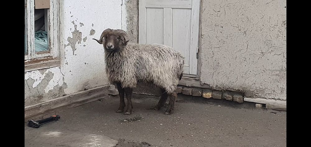 Uch yoshar Arabi shoxlik qo'chqor sotiladi tez va arzon narxda