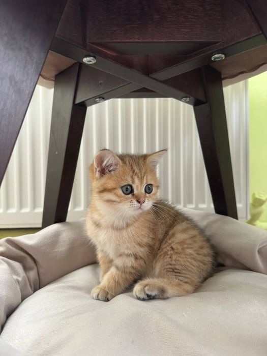 British shorthair băiețel