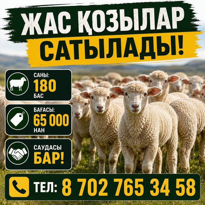Қой қозы сатылады