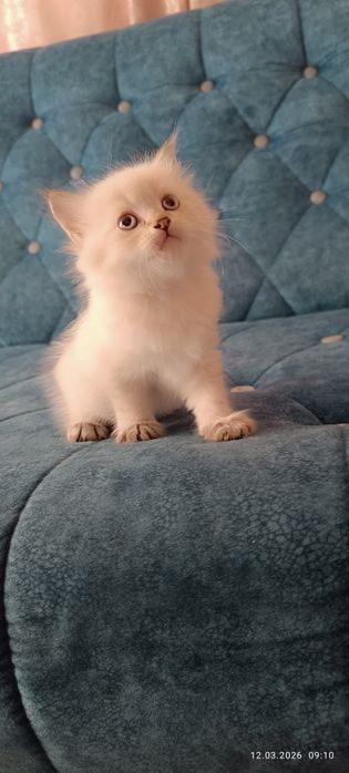 Продам котят домашних