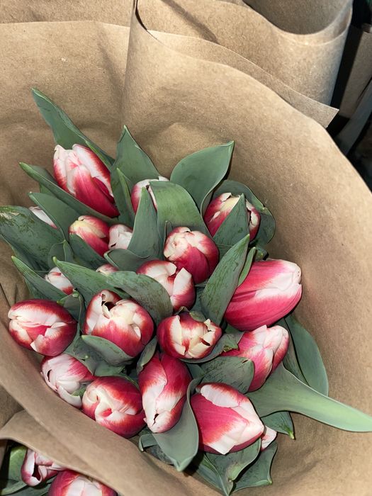 Тюльпаны гиганты 2026