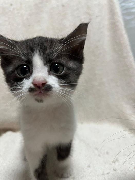 Отдалим котят в добрые руки
