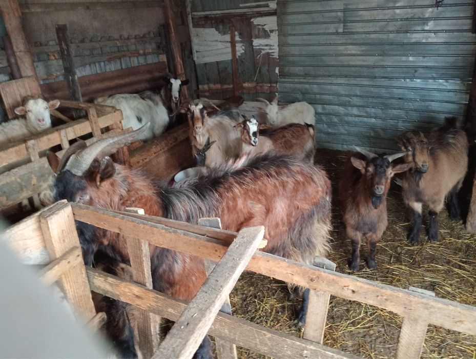 Vand mânz si capre mai multe detali la telefon