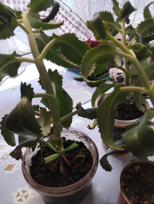 Продам Каланхоэ, район Саяхата.