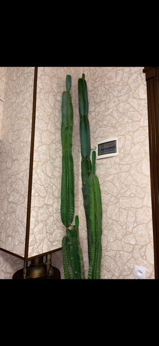 Большой комнатный кактус недорого