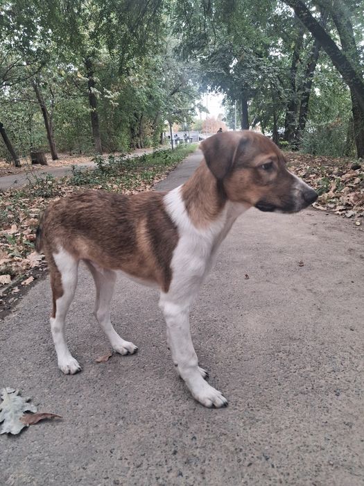 Мальчик, щенок 4, 5 мес
