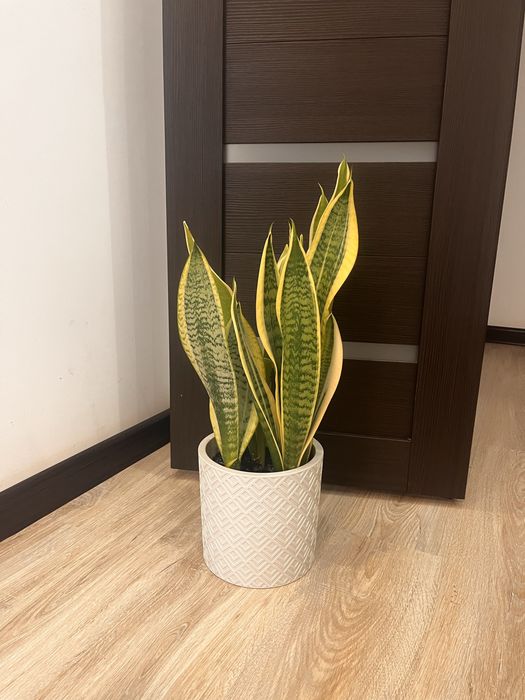 Сансевиерия Лауренти