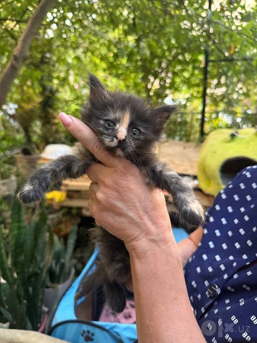 Милым котятам нужен новый дом
