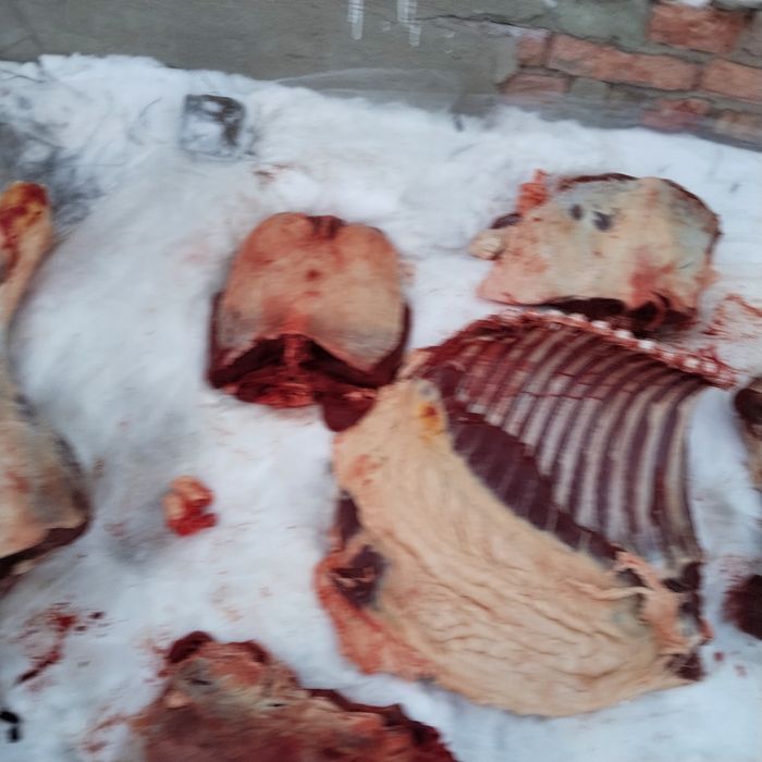 Мясо конины 2600