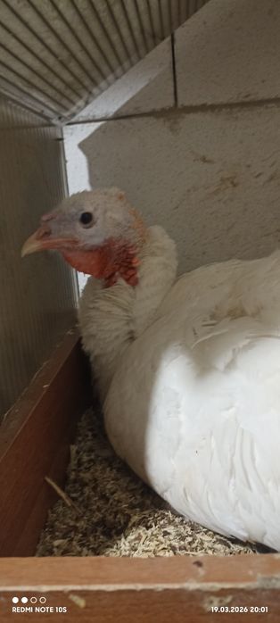 Квочка индюшка сидит