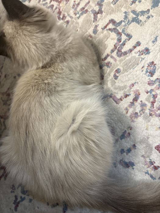 Отлам даром котика