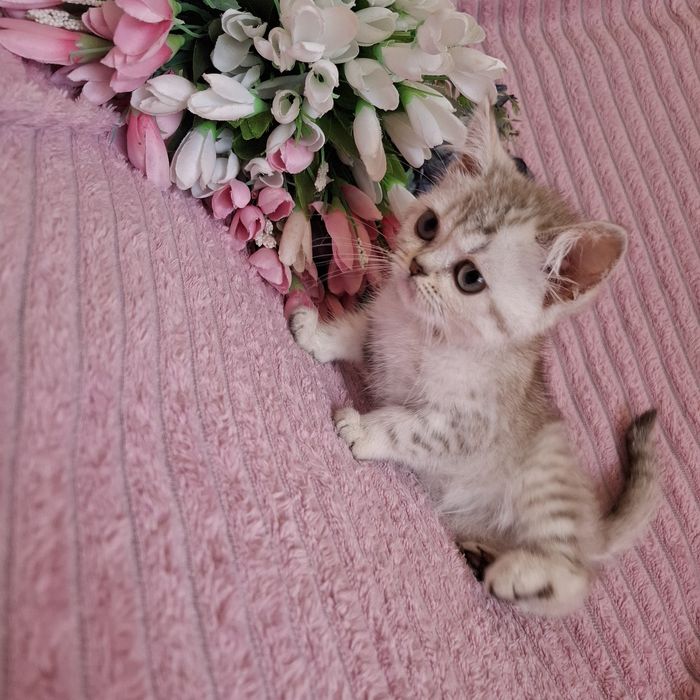 Британские котята