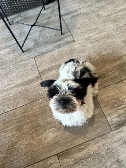 Catelusa Shih Tzu