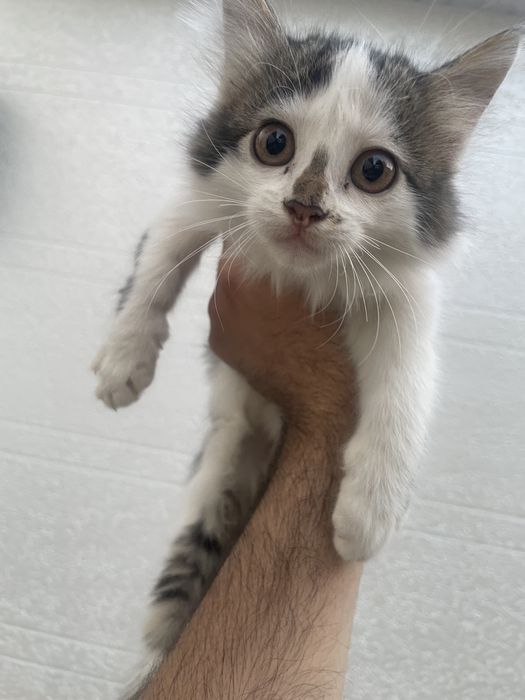 Xadiyaga mushuklar beriladi