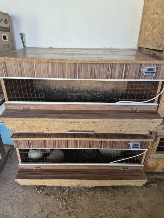 Бруддер балапандарға