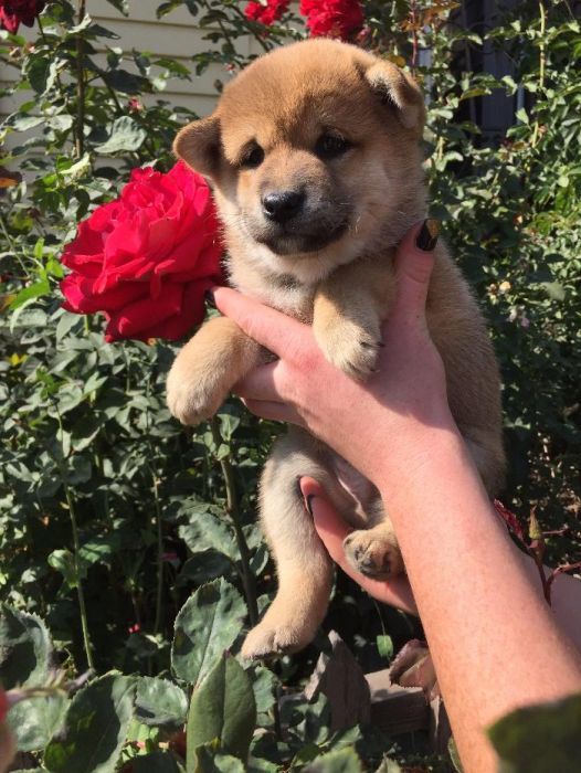 японская сиба-ину