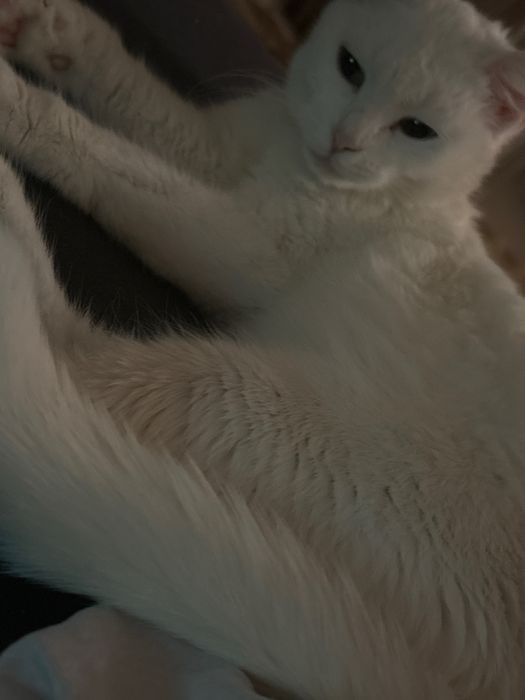 Отдам кошку в хорошие руки