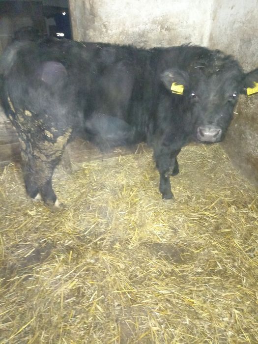 Vând doi viței, angus și bălțat !