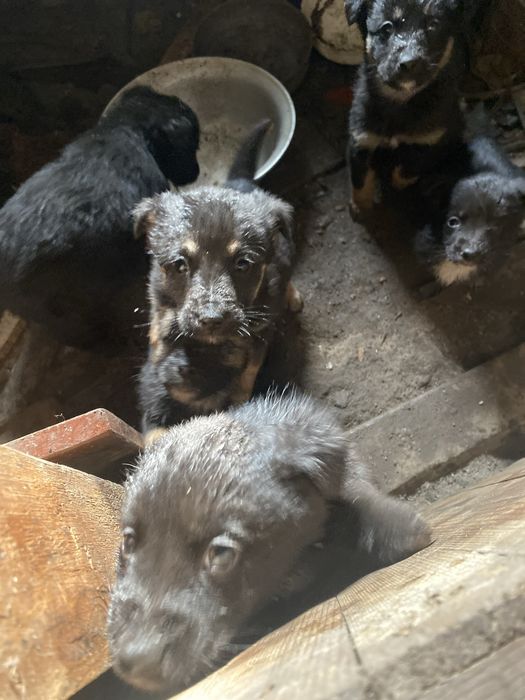 Щенки ищят срочно дом