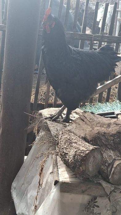 Куры и петухи.                 .