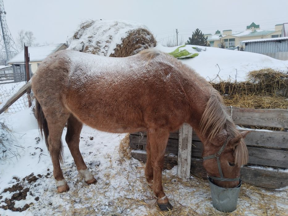 Продам байтал или обмен