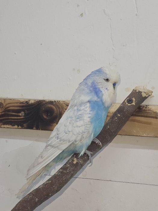 Продам попугаев!