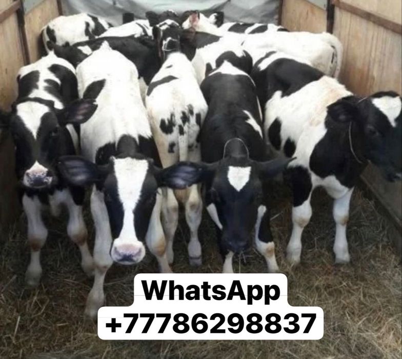 Продам телят опт