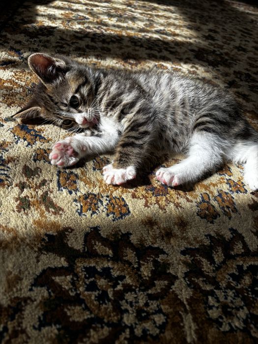 Котёнок-мальчик. Город Алматы