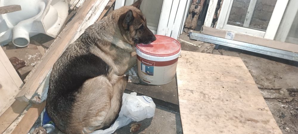 Овчарканың күшіктерін сатамын,  1.5 айлық